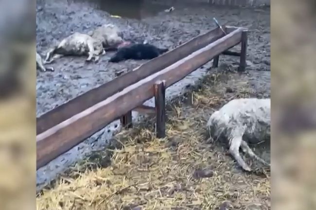 В Черни у фермера волки загрызли несколько овец: видео - Тульские ...